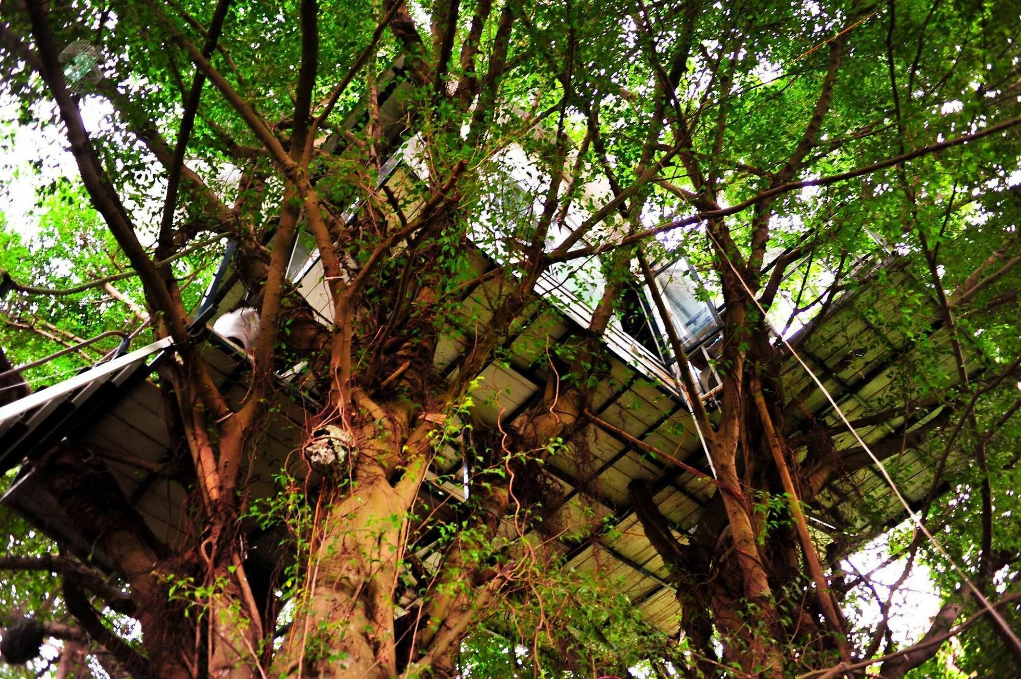 Dao Anh Khanh Tree House Hanoi Dış mekan fotoğraf